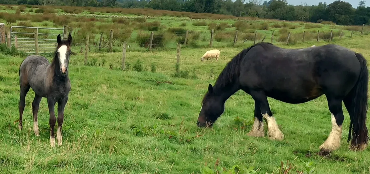 COB FILLY FOAL - Image 3
