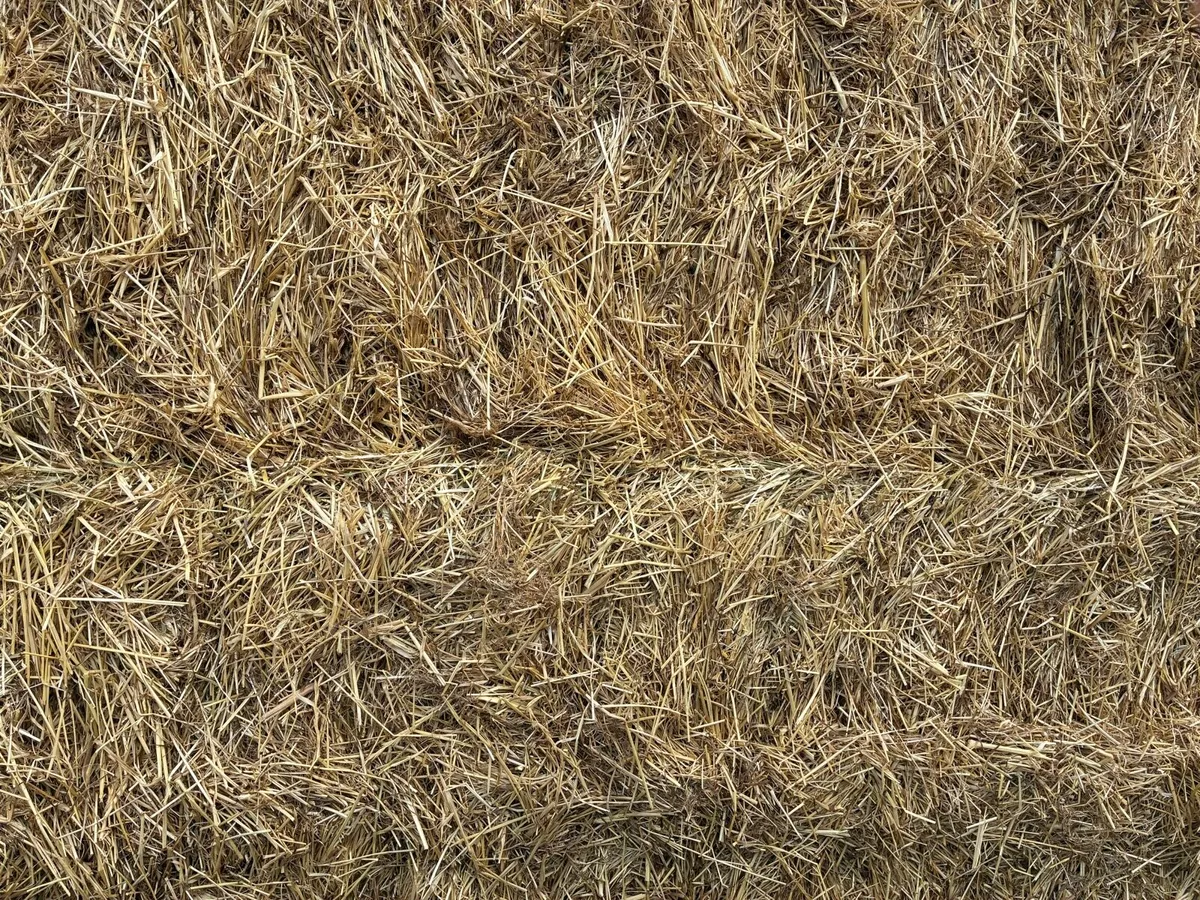 Hay - Image 1
