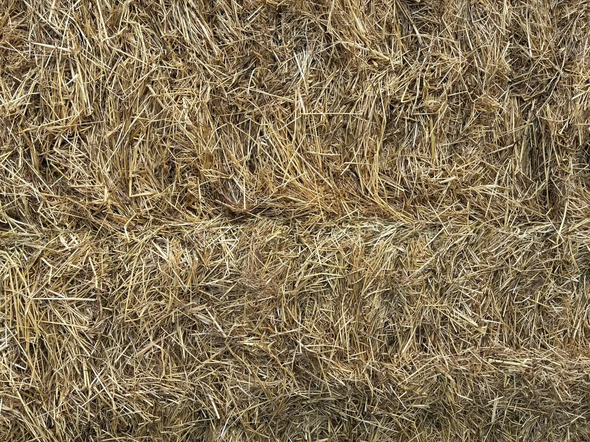 Hay - Image 2