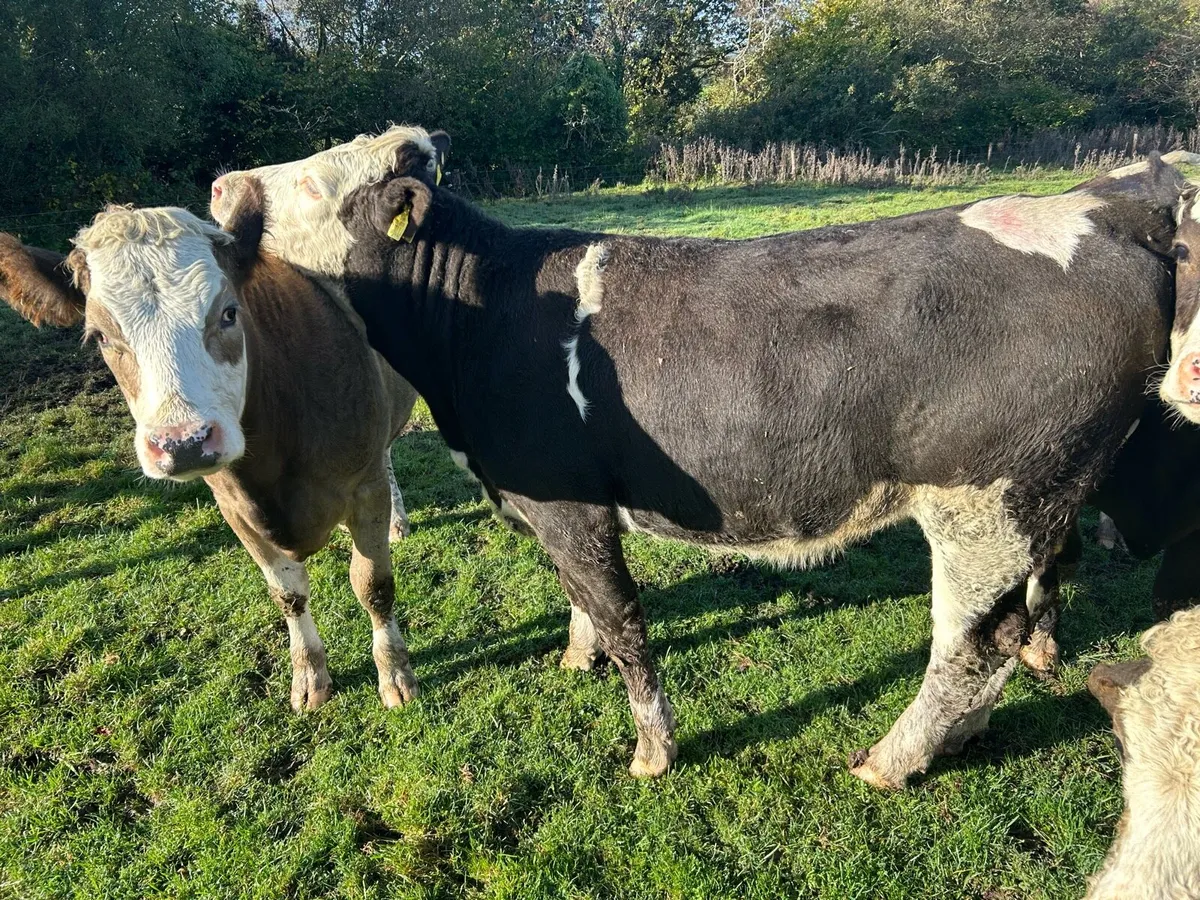 Simmental heifers - Image 1