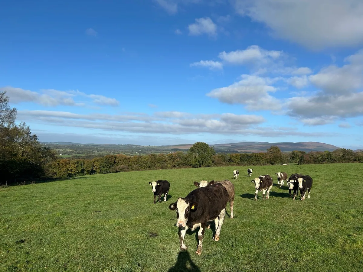 Simmental heifers - Image 2