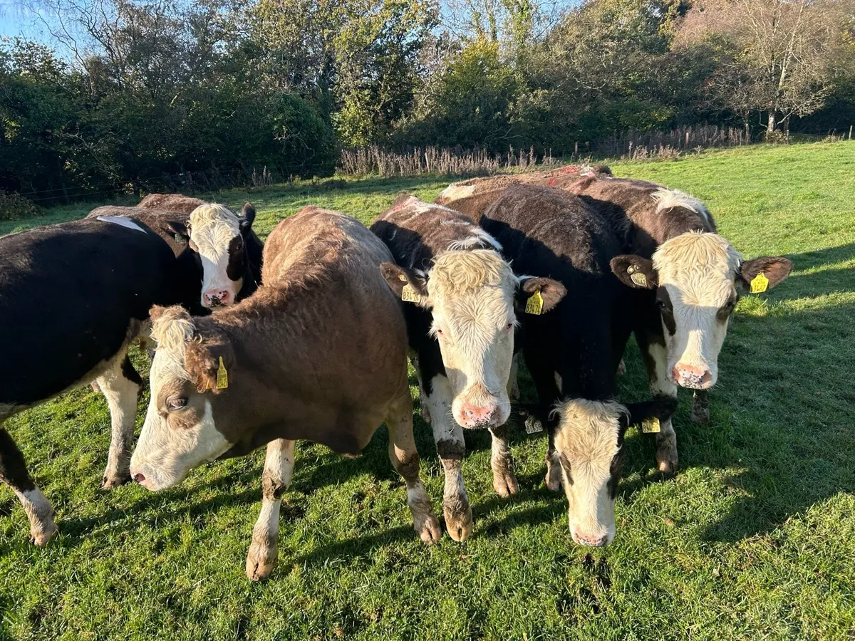 Simmental heifers - Image 3