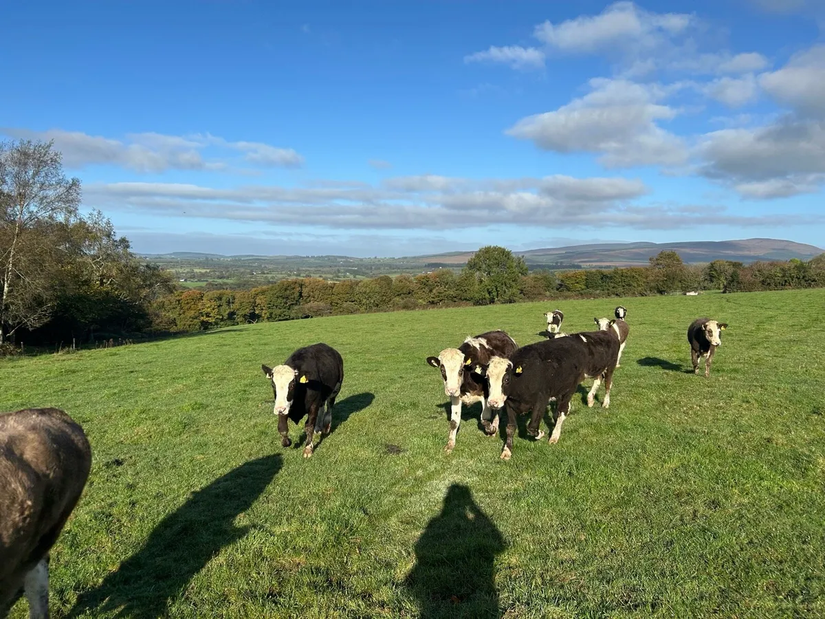 Simmental heifers - Image 4
