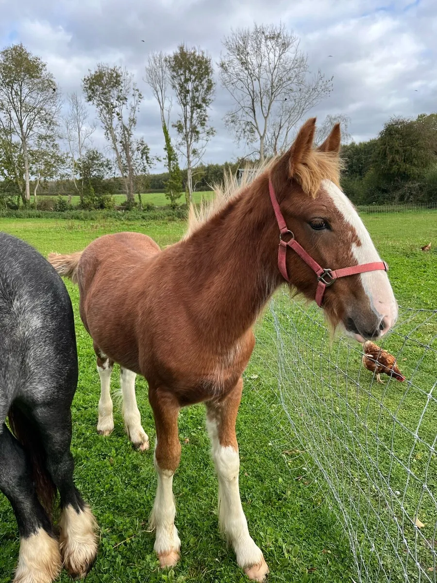 Yearling filly two colt foals - Image 2