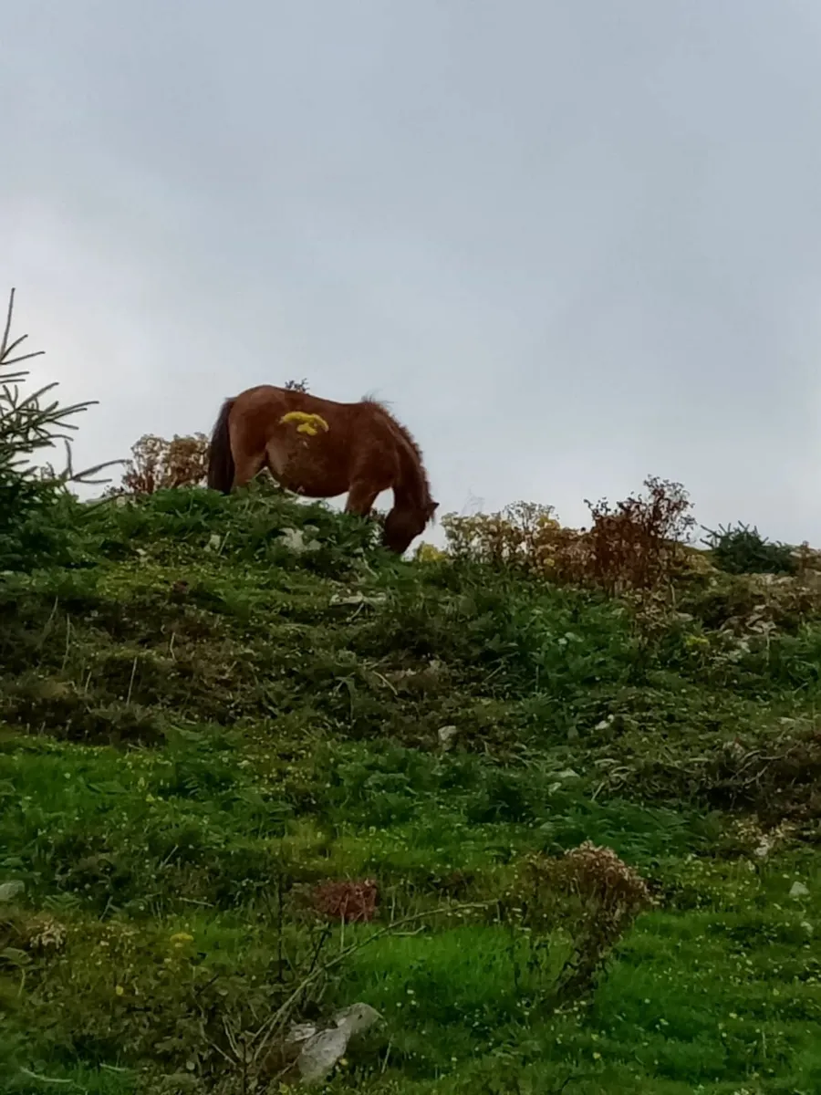 Shetland ponies - Image 1