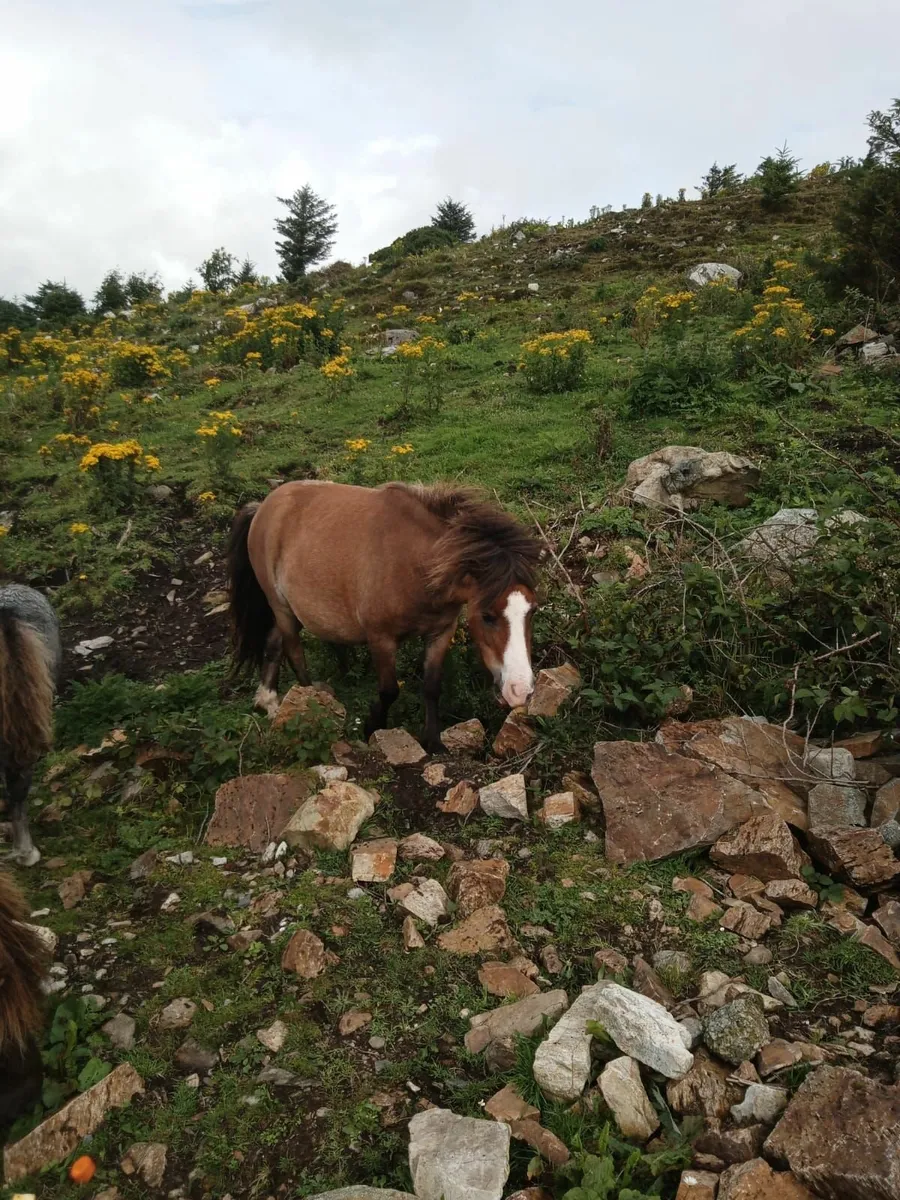 Shetland ponies - Image 2