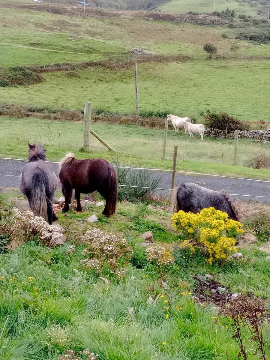Shetland ponies - Image 3
