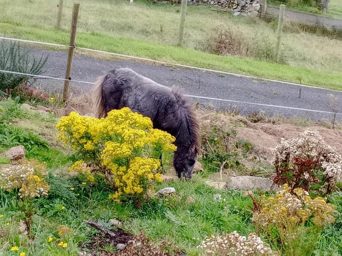 Shetland ponies - Image 4