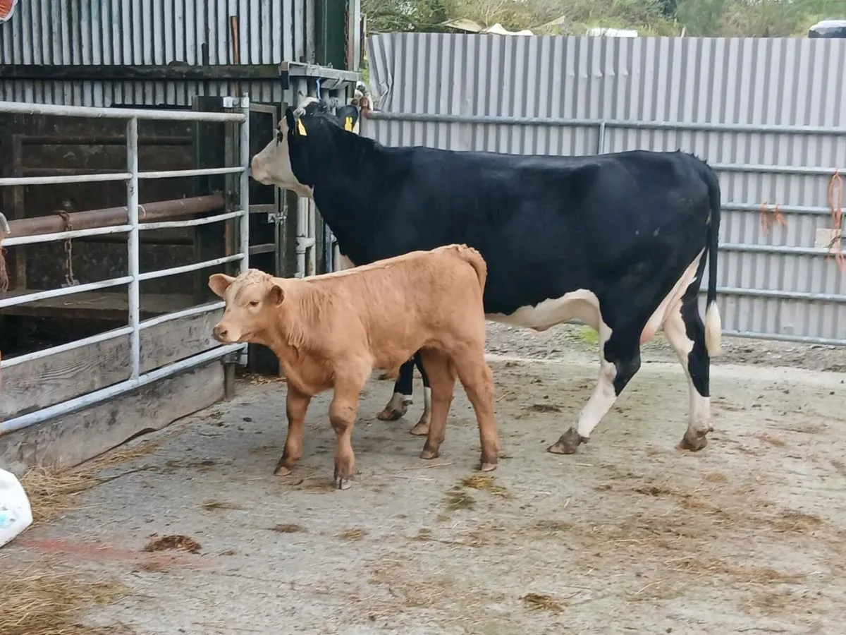 SUPER 5⭐️⭐️⭐️⭐️⭐️ 2nd calved - Image 1
