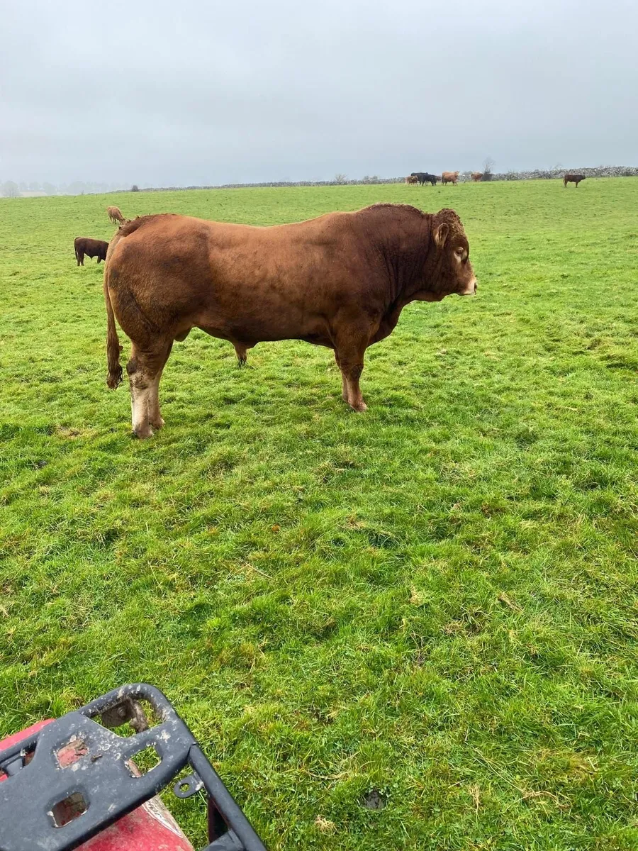 Limousin Bull - Image 1