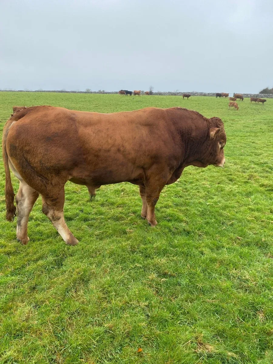 Limousin Bull - Image 2