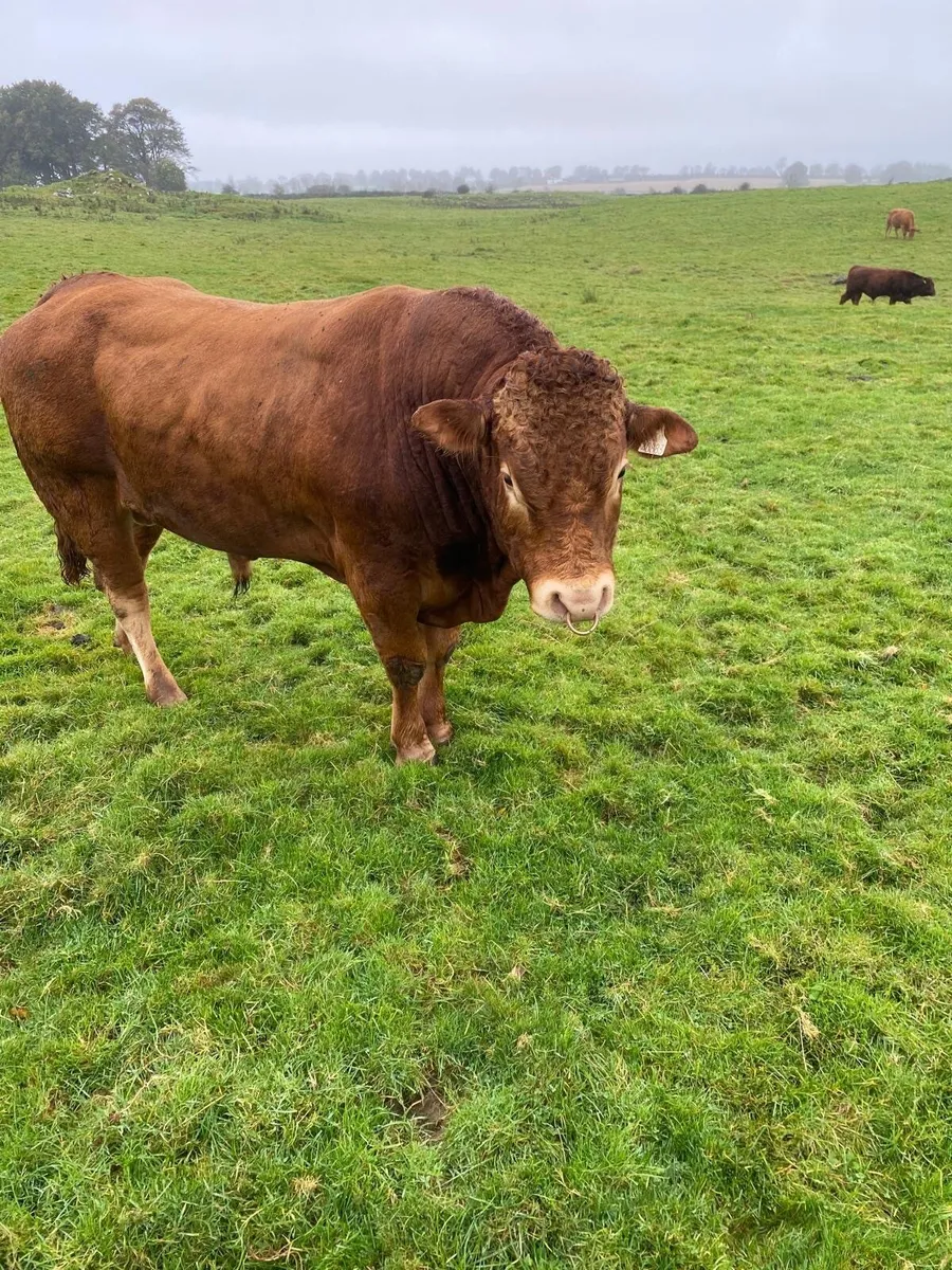 Limousin Bull - Image 3