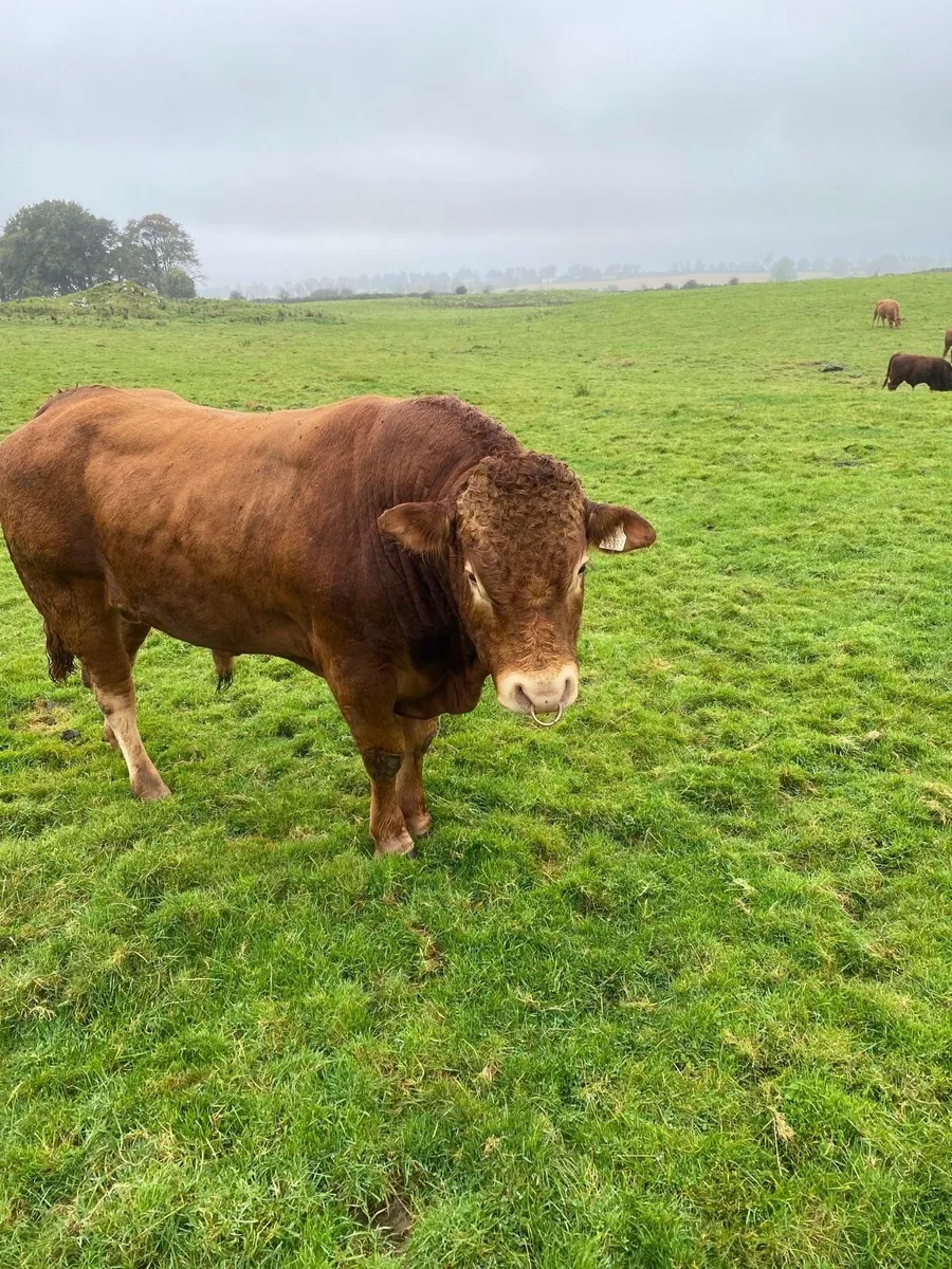 Limousin Bull - Image 4