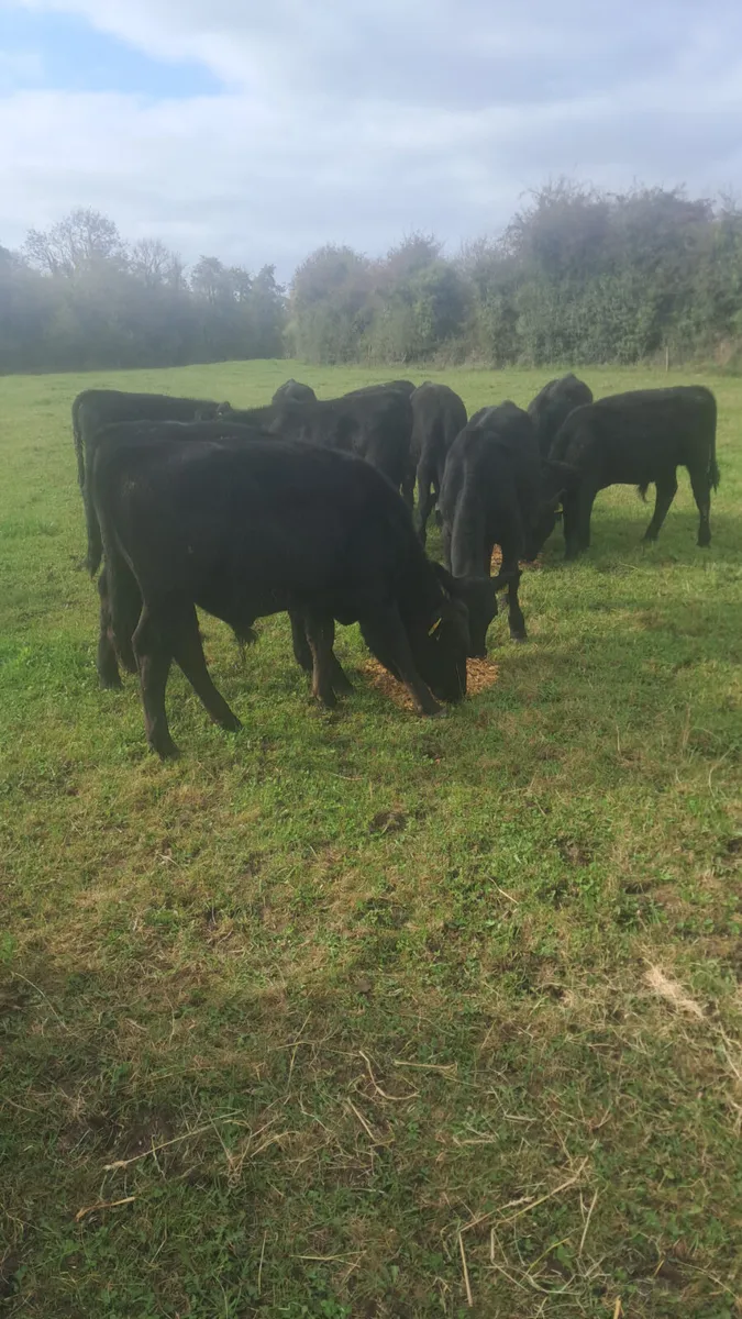 Angus bulls - Image 1