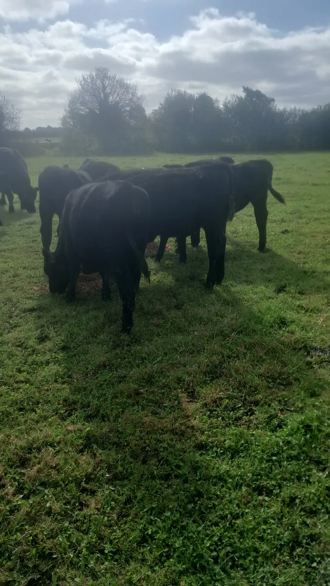 Angus bulls - Image 4