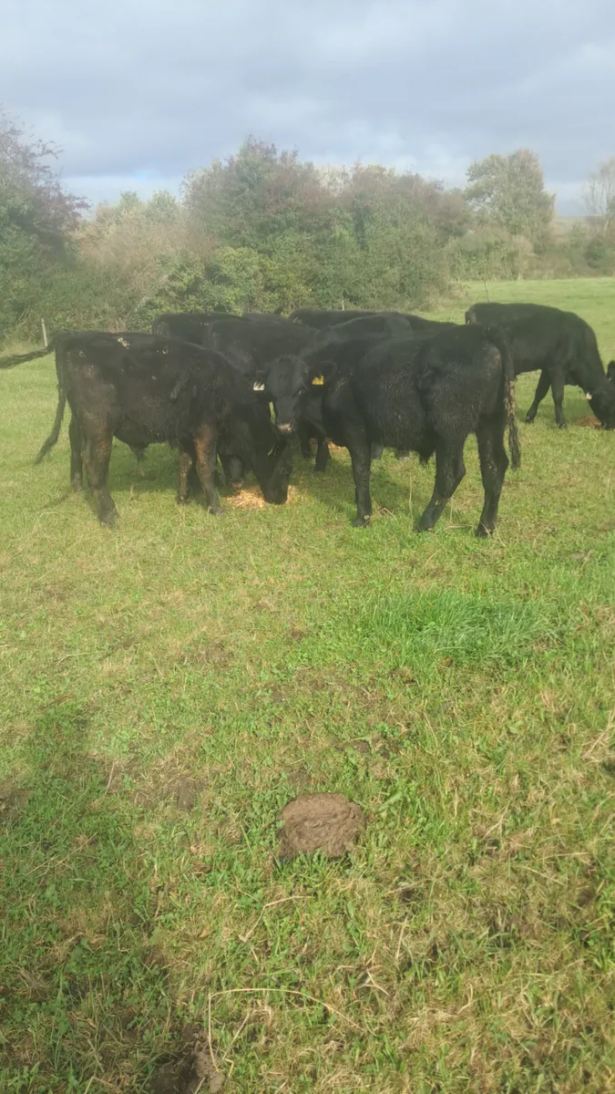 Angus bulls - Image 3
