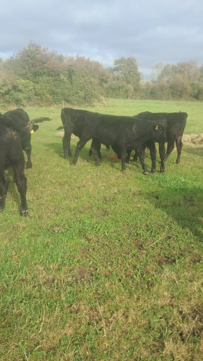 Angus bulls - Image 2