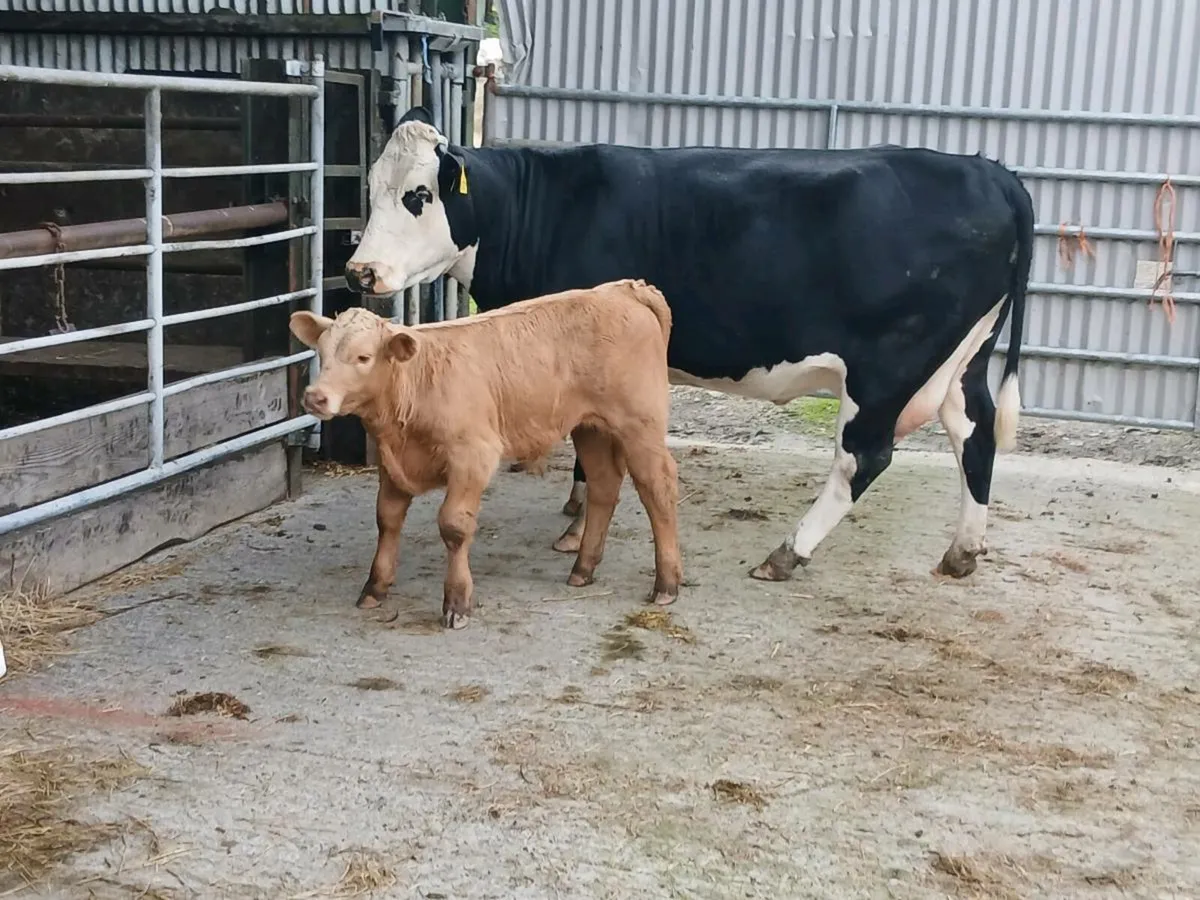 SUPER 5⭐️⭐️⭐️⭐️⭐️ 2nd calved - Image 2