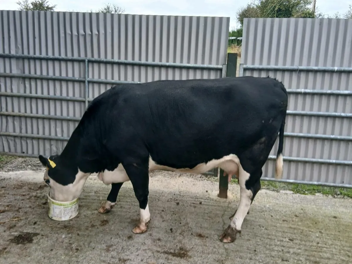 SUPER 5⭐️⭐️⭐️⭐️⭐️ 2nd calved - Image 3