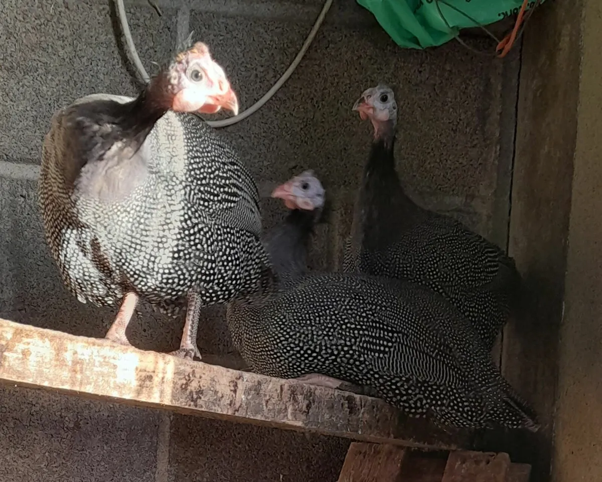 Guinea fowl