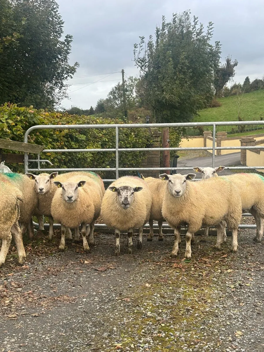 Texel ewe lambs - Image 1