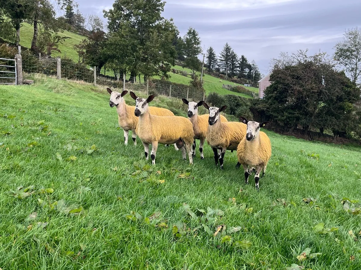 Bluefaced Leicester Ram Lambs - Image 1