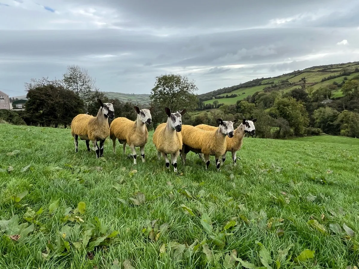 Bluefaced Leicester Ram Lambs - Image 2