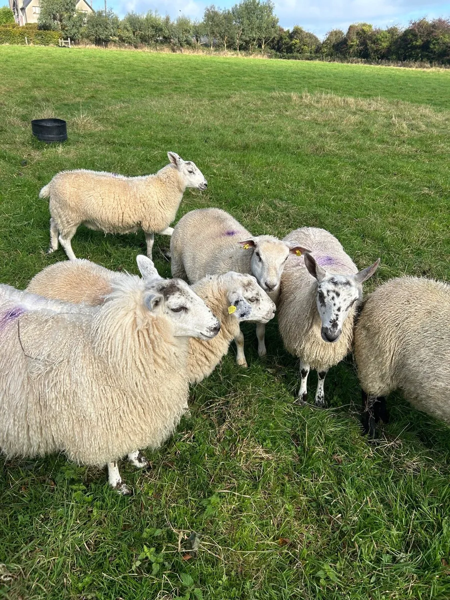 Ewe lambs - Image 1