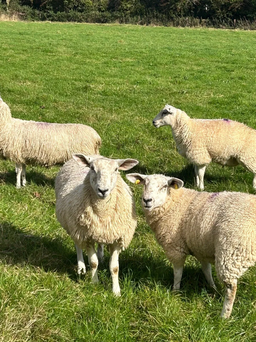 Ewe lambs - Image 2