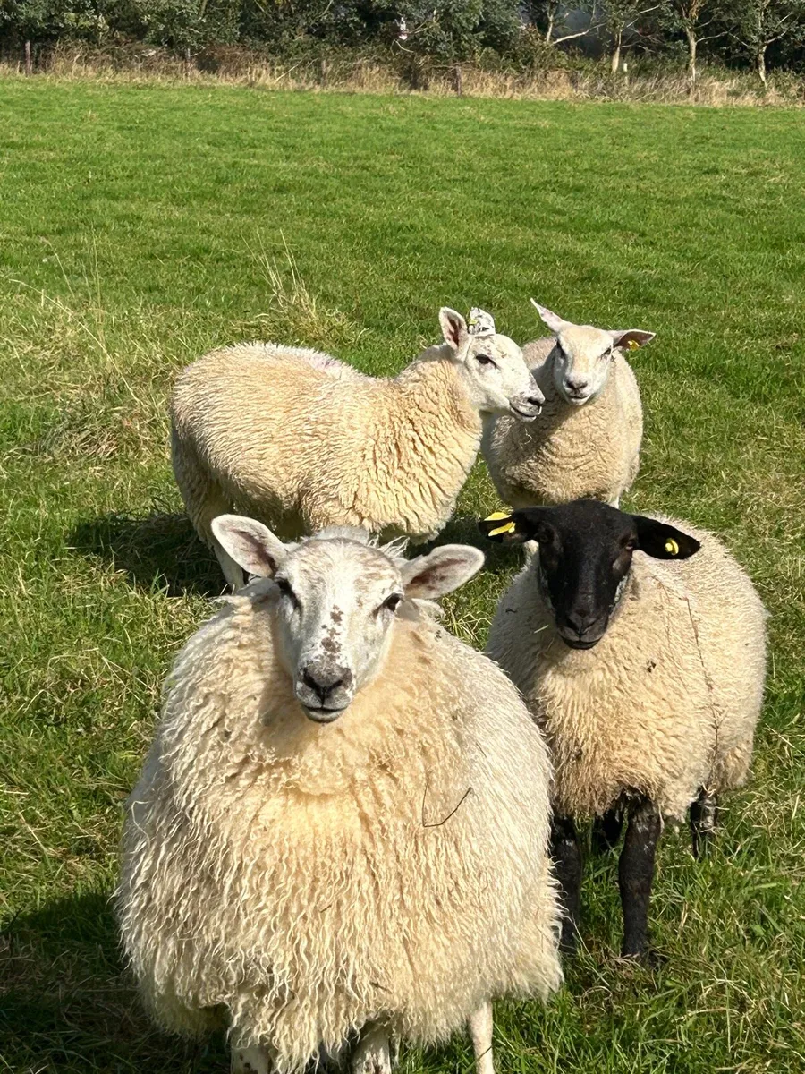 Ewe lambs - Image 3