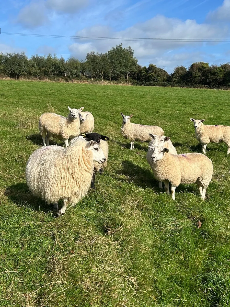 Ewe lambs - Image 4