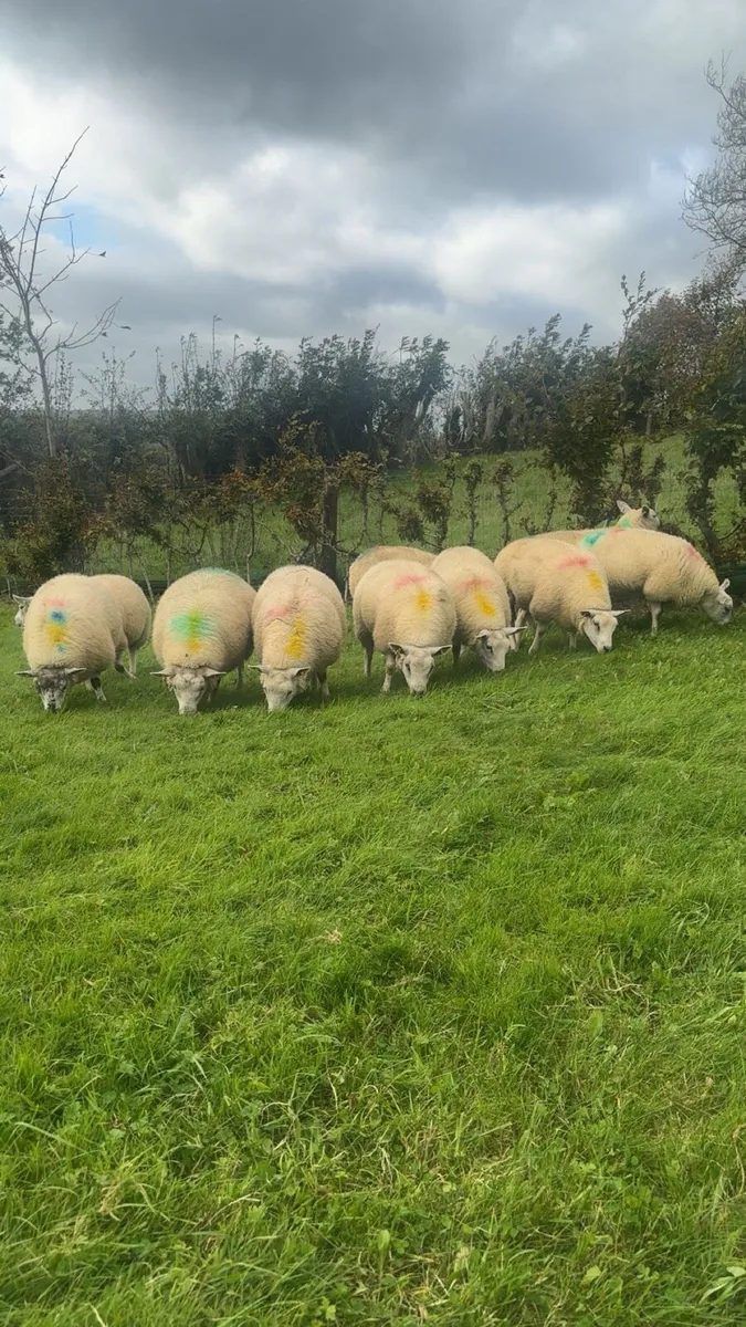 Texel ewe lambs - Image 2