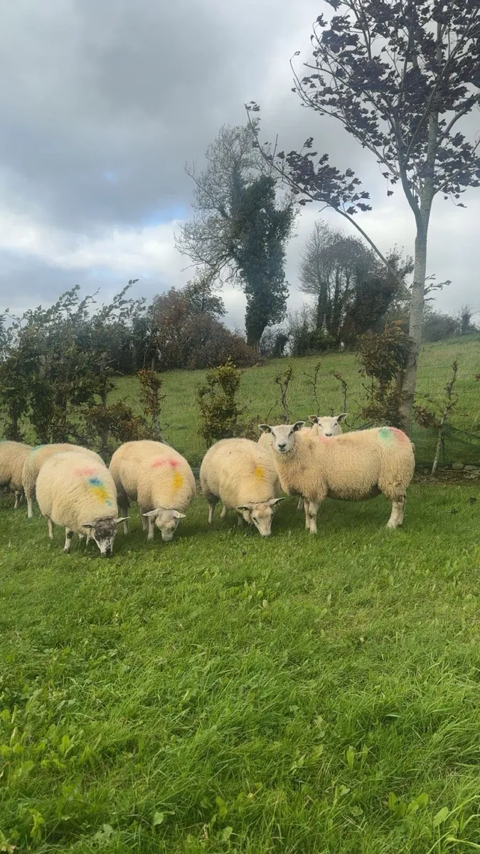 Texel ewe lambs - Image 3