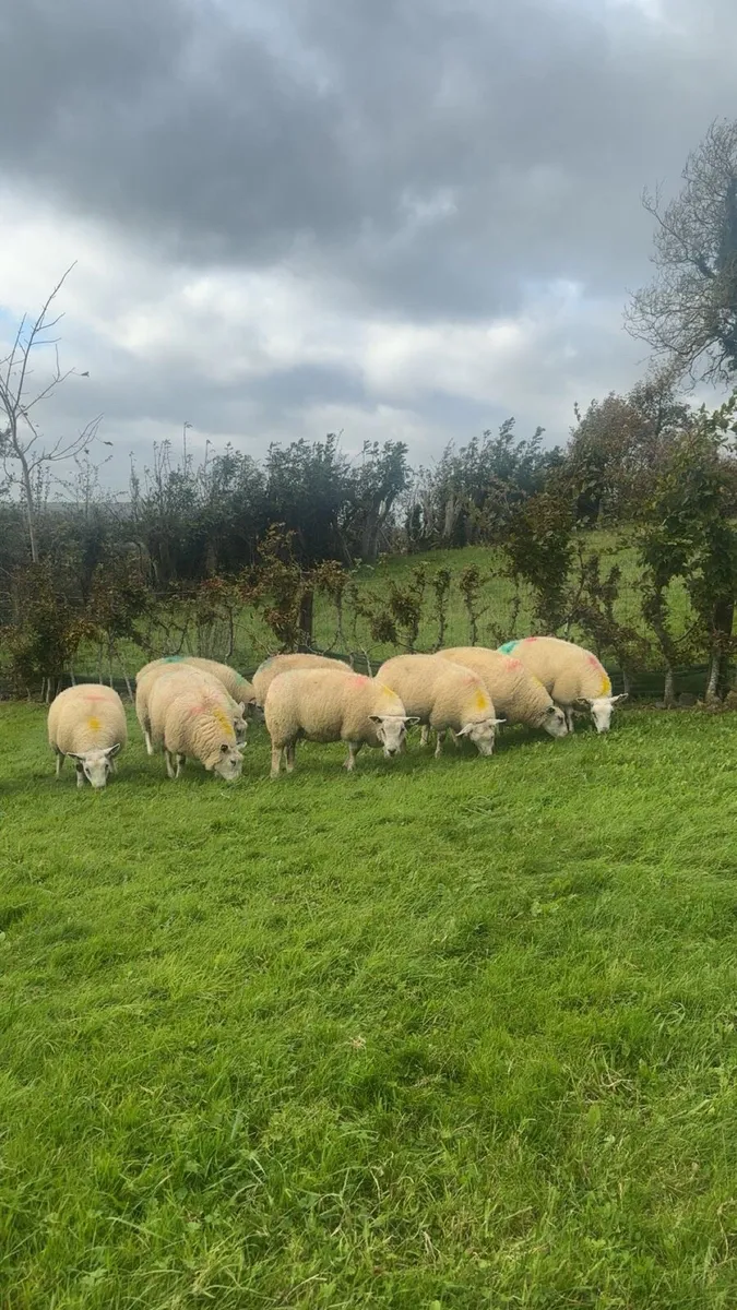 Texel ewe lambs - Image 4