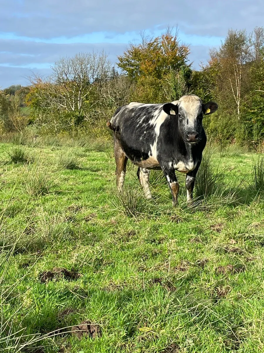 4⭐️genotyped Incalf heifer Incalf to ai limousine - Image 1