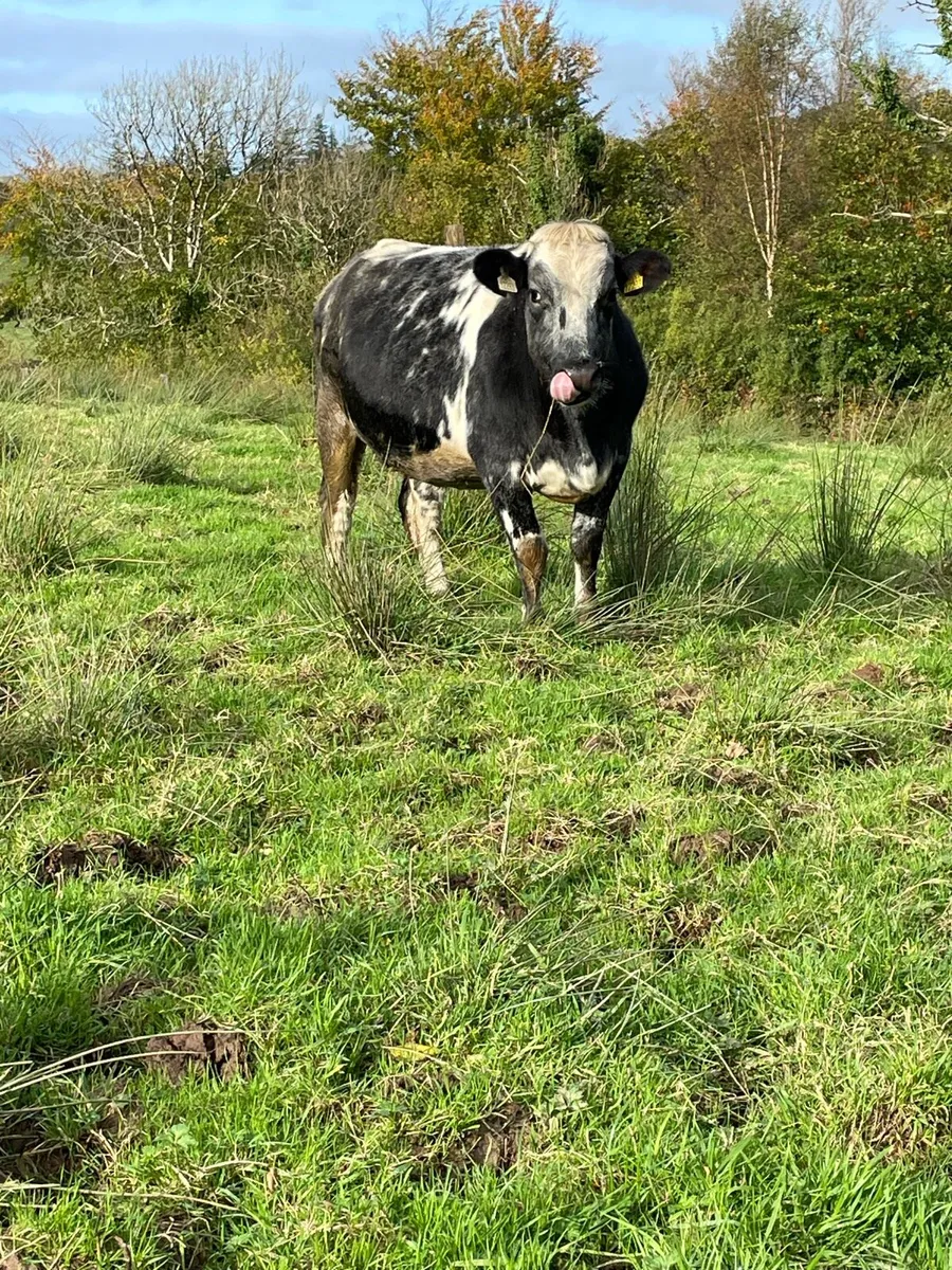 4⭐️genotyped Incalf heifer Incalf to ai limousine - Image 2