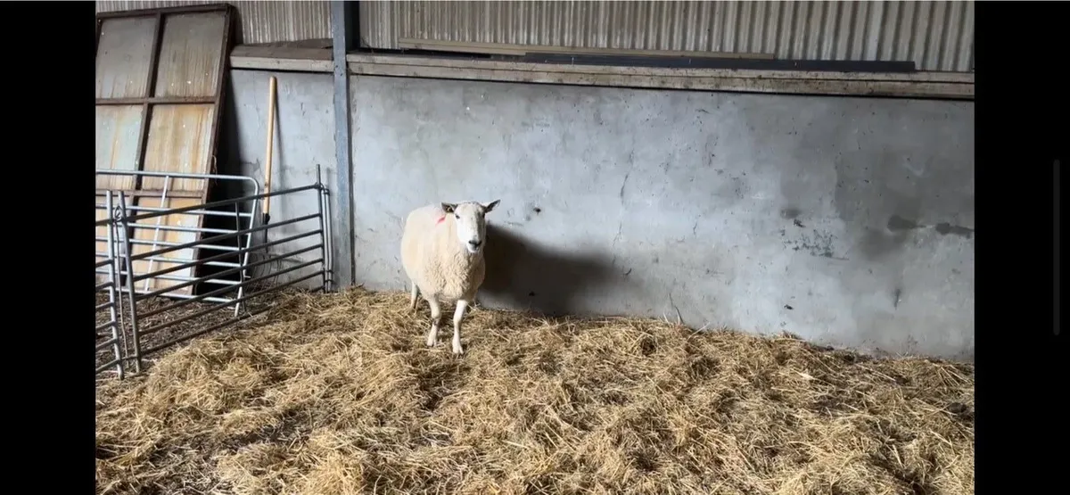 Wicklow Cheviot Ram - Image 2
