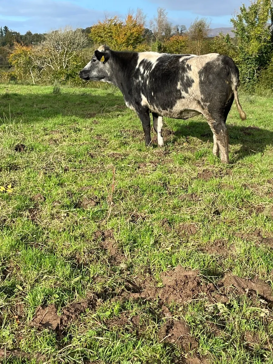 4⭐️genotyped Incalf heifer Incalf to ai limousine - Image 3