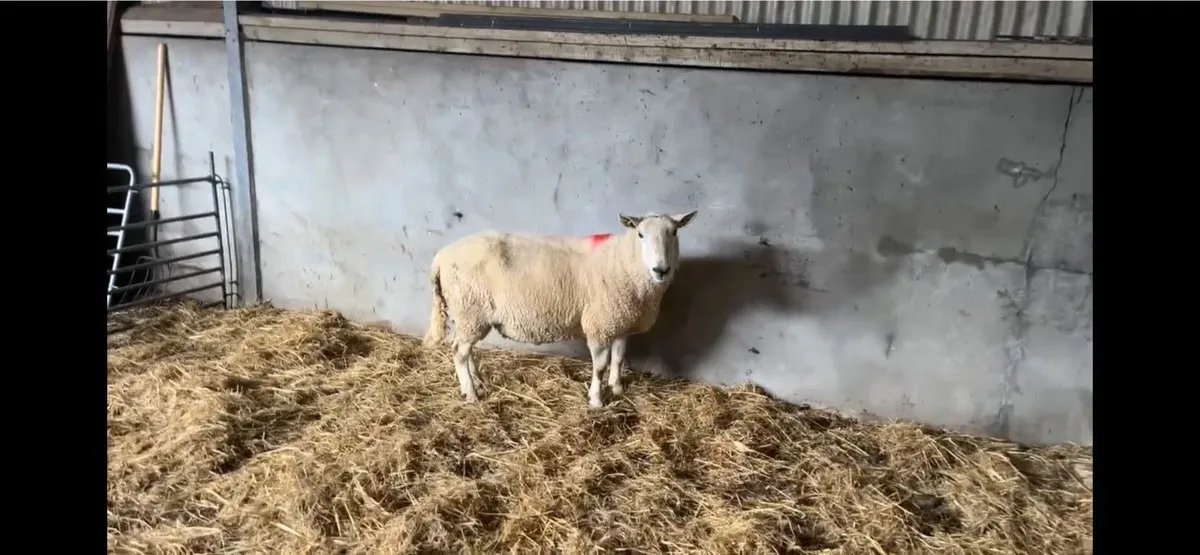 Wicklow Cheviot Ram - Image 1