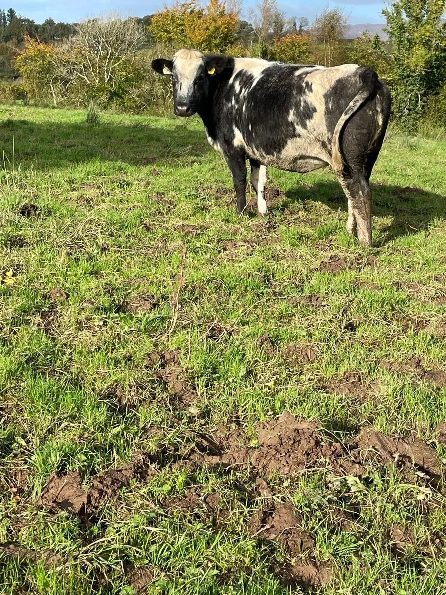 4⭐️genotyped Incalf heifer Incalf to ai limousine - Image 4