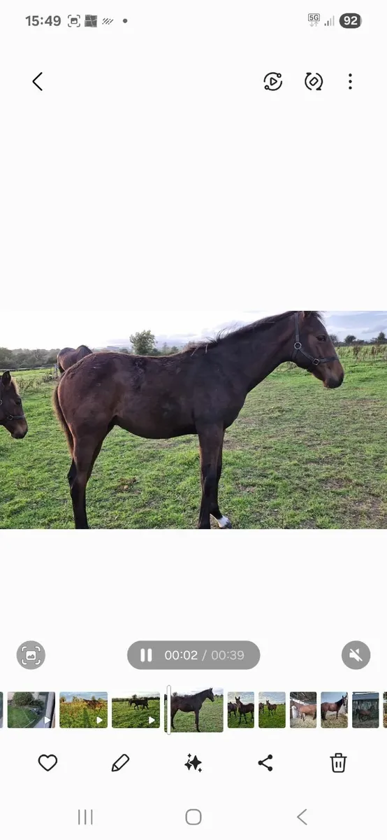 NH colt foal by Mojo Star for sale - Image 1