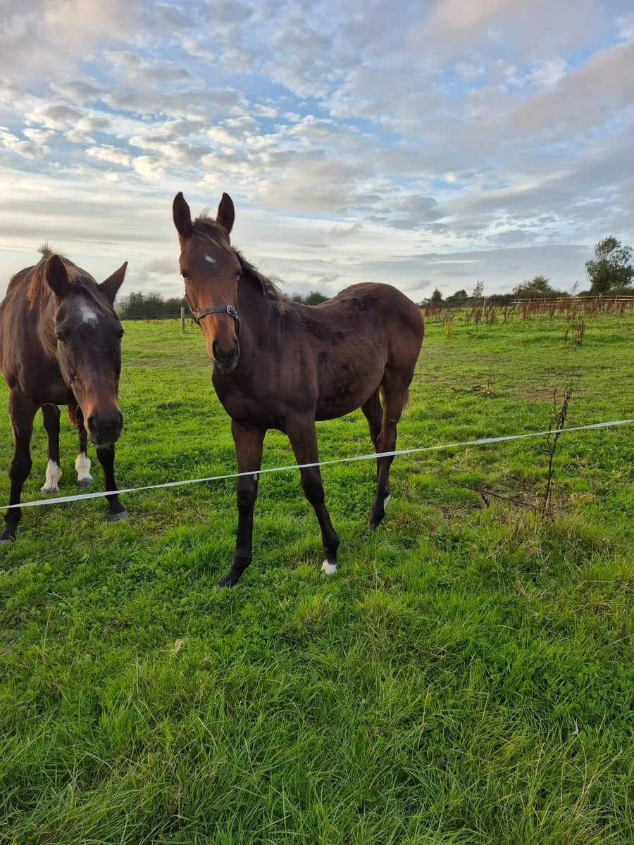 NH colt foal by Mojo Star for sale - Image 2