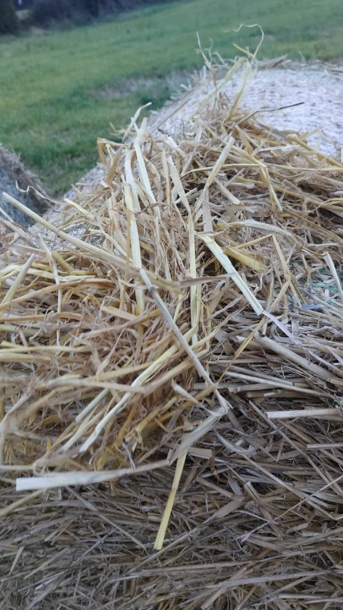 Straw for sale Barley and Wheat - Image 2