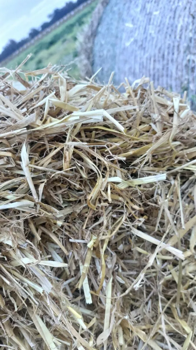 Straw for sale Barley and Wheat - Image 3