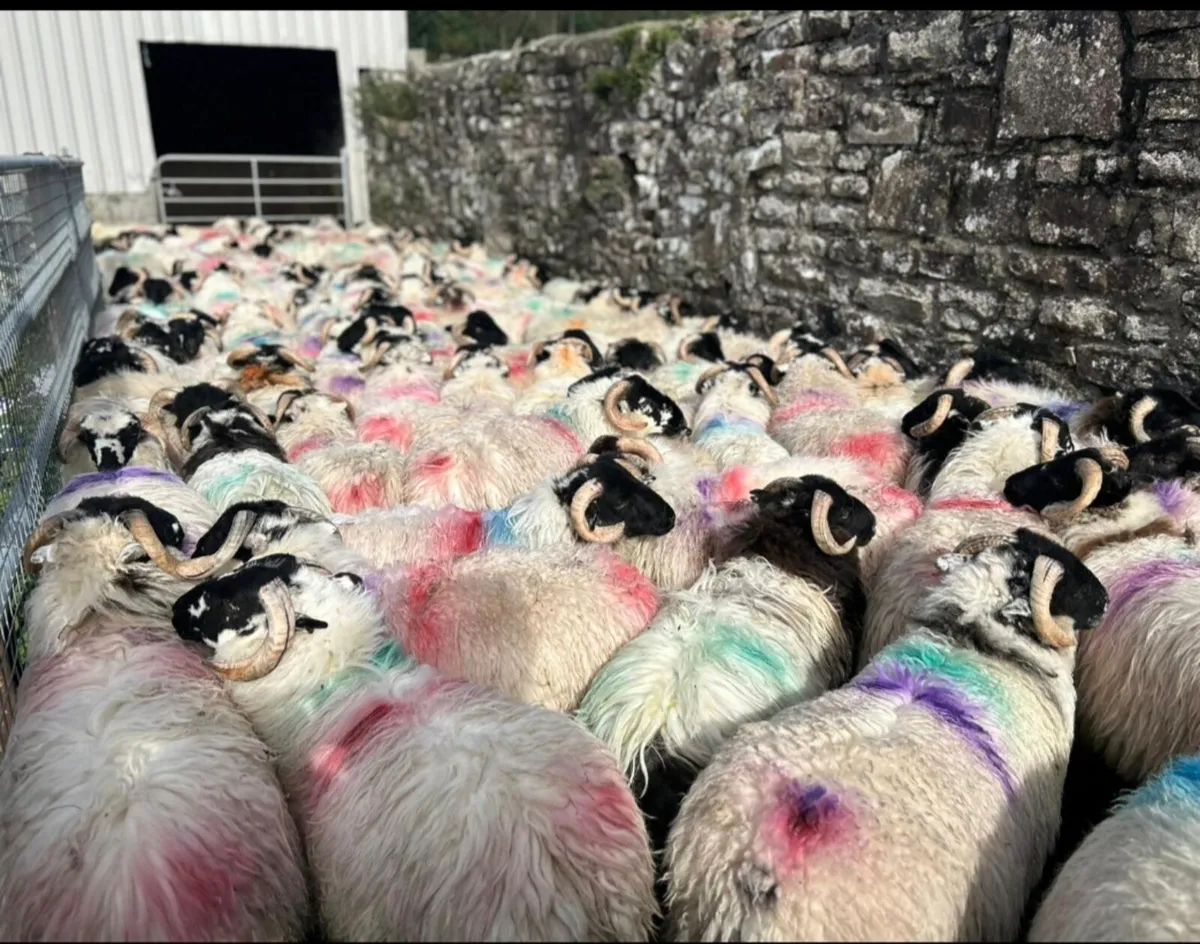 Scotch Ram Lambs For Sale - Image 1
