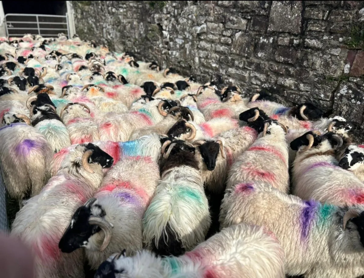 Scotch Ram Lambs For Sale - Image 2