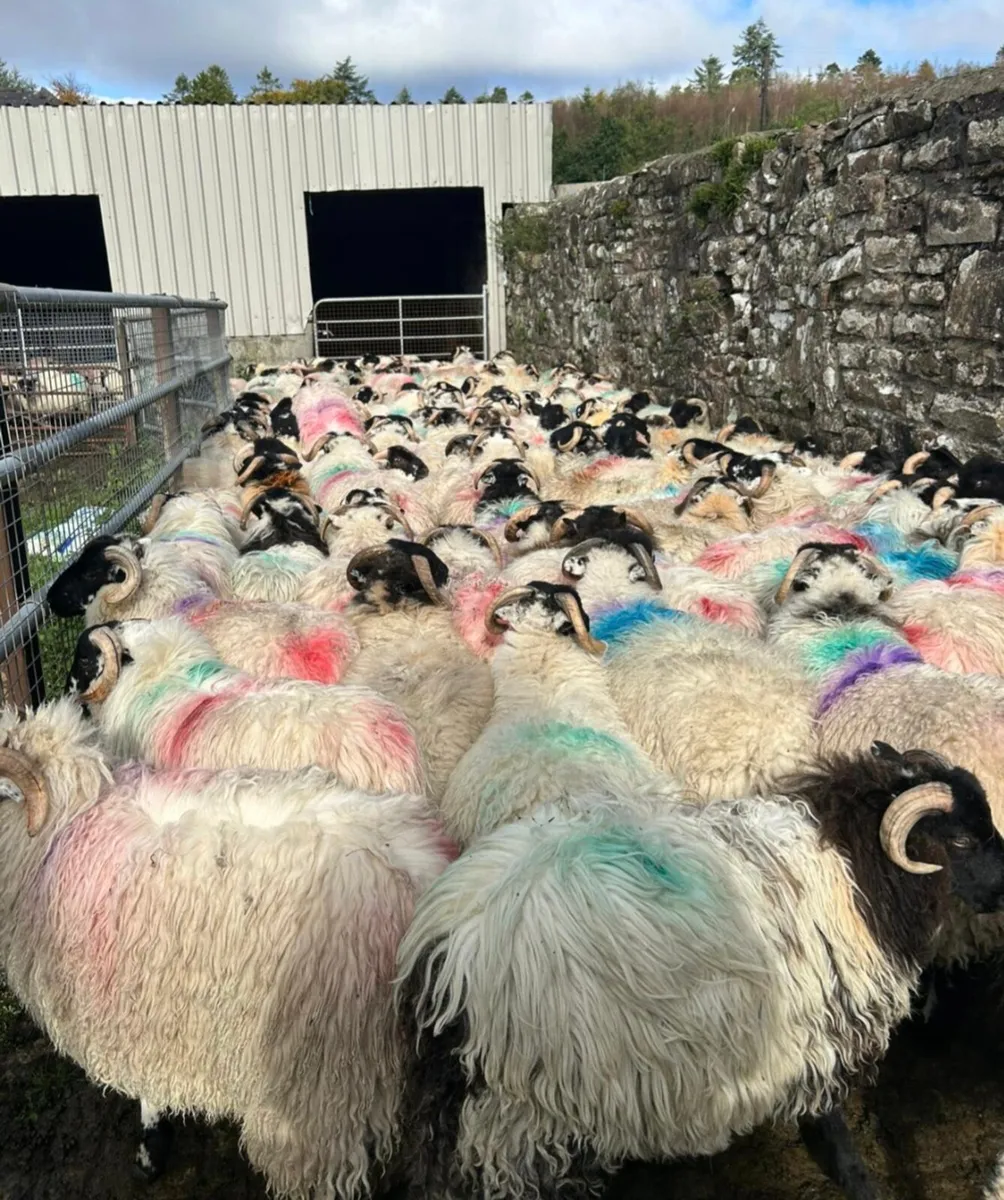 Scotch Ram Lambs For Sale - Image 3