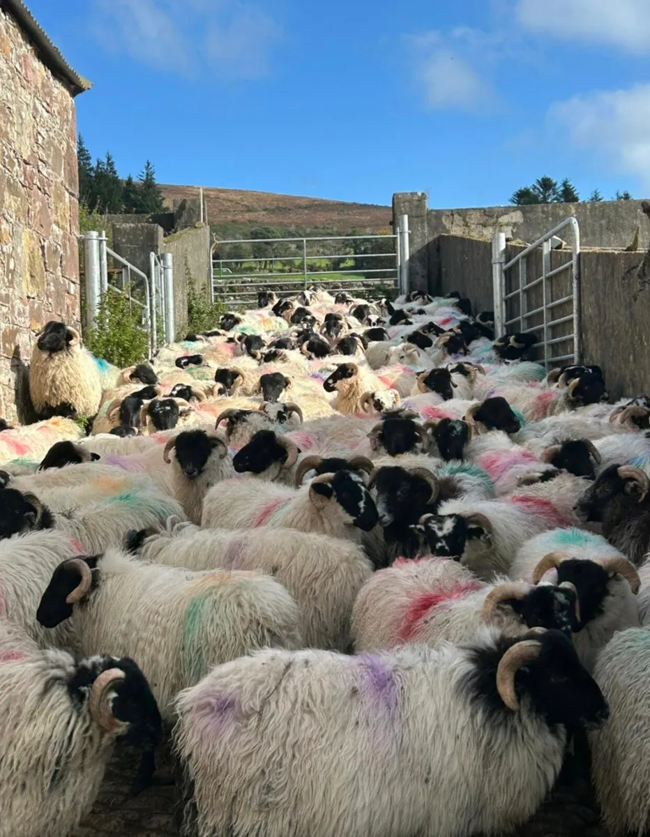 Scotch Ram Lambs For Sale - Image 4