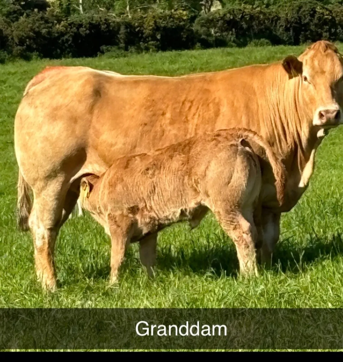 Pedigree Limousin Heifer - Image 4