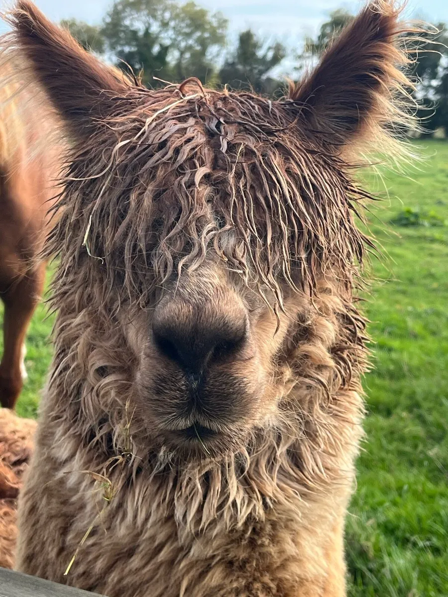 Alpaca - Image 1